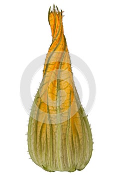 Beautiful yellow bud of pumpkin, isolated on white background