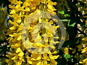 The yellow bunch of flowers of a laburnum tree golden rain. photo