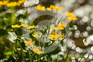 Beautiful yellow buttercup blossoms