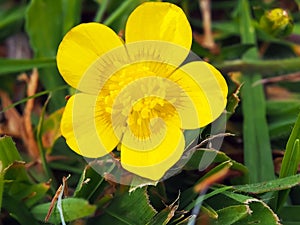 Beautiful yellow buttercup flower