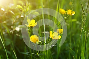 Beautiful yellow buttercup flowers growing in green grass outdoors, closeup