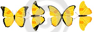 Beautiful yellow butterflies isolated on white background. four tropical moths