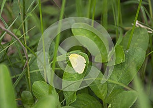 Beautiful yellow butterfly