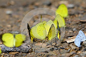 Beautiful yellow butterfly (Eurema hecabe) in Ban Krang Camp, Kaeng Krachan National Park in Thailand