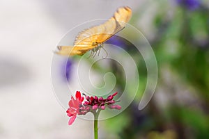 Beautiful Yellow Butterfly flying over a Flower