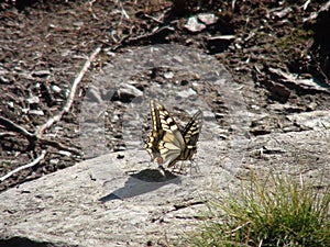 Beautiful yellow butterfly in the french alps mountain.