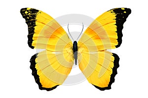 Beautiful yellow butterfly isolated on white background