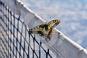 Beautiful yellow butterfly on a paddle tennis net. Close up view