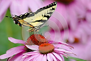 Beautiful yellow butterfly on pink flowers