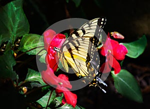 Beautiful yellow butterfly on red flowers