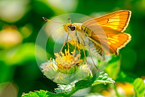 Beautiful Yellow butterfly rests among the foliage of a garden