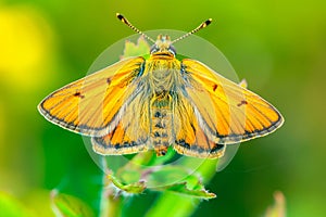 Beautiful Yellow butterfly rests among the foliage of a garden