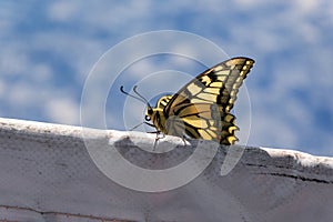 Beautiful yellow butterfly on a tennis net. Close up view