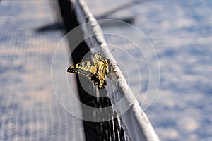 Beautiful yellow butterfly on a tennis net. Selective focus