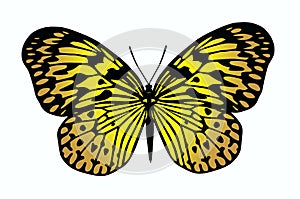 Beautiful yellow butterfly on white background