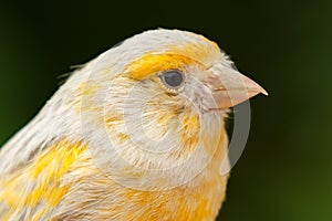 Beautiful yellow canary