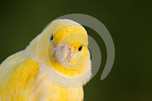 Beautiful yellow canary