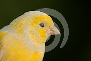 Beautiful yellow canary