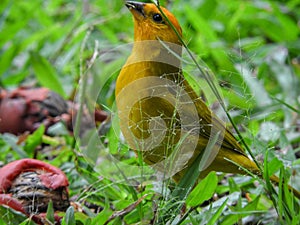 Canary feeding with seeds