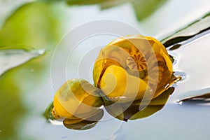 Beautiful yellow candock in a basin