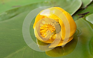 Beautiful yellow candock in a basin