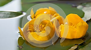 Beautiful yellow candock in a basin