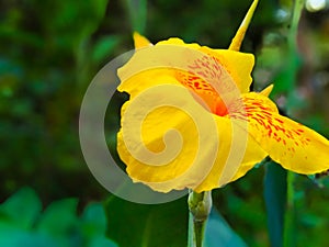 A beautiful yellow Canna flower in Sri Lanka.