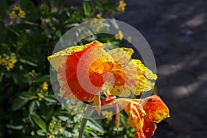 Beautiful Yellow Canna Indica flower with blur background. This plant also known as Canna paniculata, belonging to the family