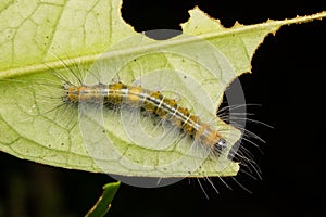 Beautiful Yellow Caterpillar on green leaves