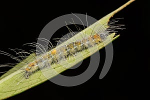 Beautiful Yellow Caterpillar on green leaves