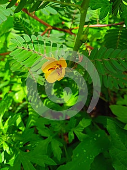 the beautiful yellow Chamaecrista fasciculata plant