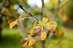 Beautiful yellow chestnut leaves on a tree branch on bright autumn day