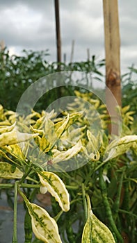 Beautiful yellow chili leaves in the morning