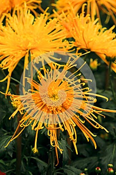 Beautiful yellow chrysanthemum