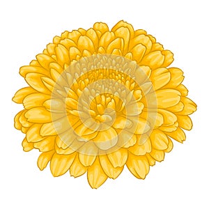 Beautiful yellow chrysanthemum flower effect watercolor isolated on white background.