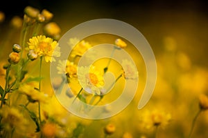 Beautiful yellow Chrysanthemum flower in field