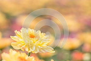 Beautiful of yellow Chrysanthemum flower in fields selective focus
