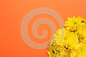 Beautiful yellow chrysanthemum flowers on orange background, top view. Space for text