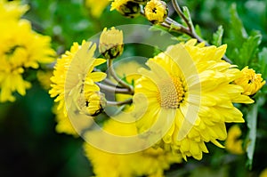 Beautiful yellow chrysanthemum flowers in a spring garden, close up.