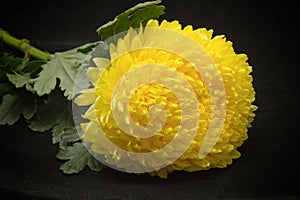 Beautiful yellow chrysanthemum