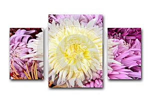 Beautiful yellow chrysanthemum structured on a white background. Summer floral