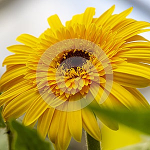 Beautiful Yellow Closeup Macro Shot of Gerbera of Marlen Sort of Herbera Flower