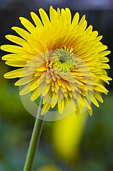 Beautiful Yellow Closeup Macro Shot of Gerbera of Marlen Sort of Herbera Flower