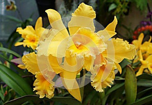 Yellow color of Brassolaeliocattleya orchids Golden Sands `Elizabeth`