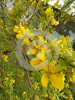 beautiful yellow color flower of sri lankan natural photo