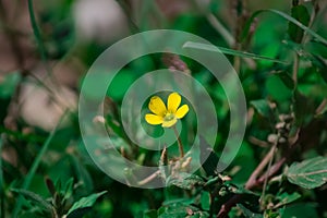 Hermoso lleno a florecer flor en naturaleza verde en Himalaya con difuminar a verde una carta 