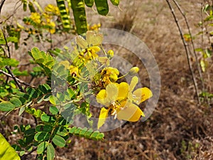 Beautiful yellow color wild flower Pride of Barbados or Peacock Flower with green and brown color dried fruits in a empty field