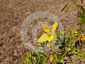 Beautiful yellow color wild flower Pride of Barbados or Peacock Flower with green and brown color dried fruits in a empty field