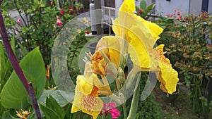 Beautiful yellow-colored canna indica lily flower plant