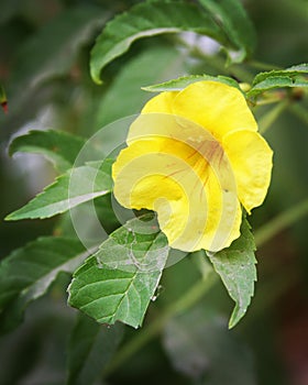 Beautiful yellow colour flower